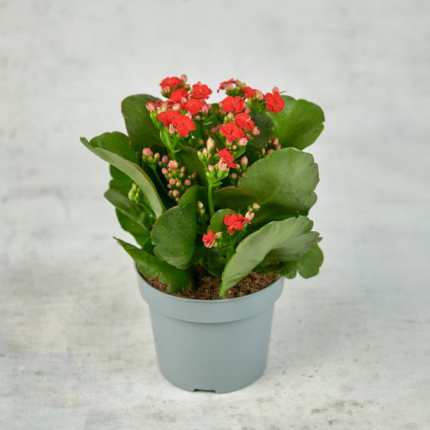 Каланхоэ красная