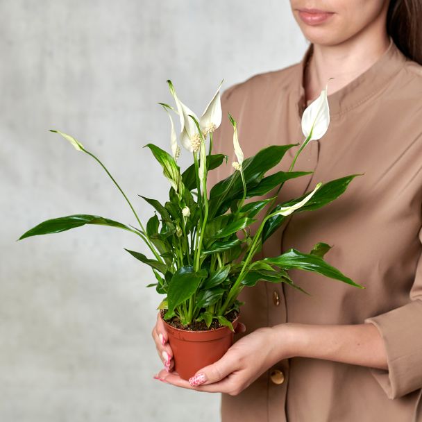 Спатифиллум