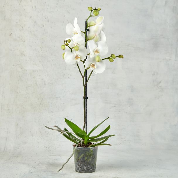 Орхидея Фаленопсис в ассортименте